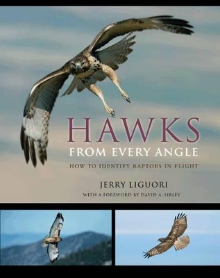 Hawks from Every Angle - Jerry Liguori