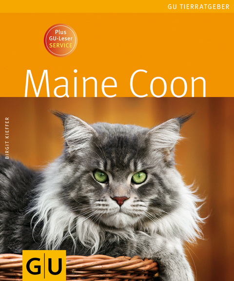 Maine Coon - Birgit Kieffer