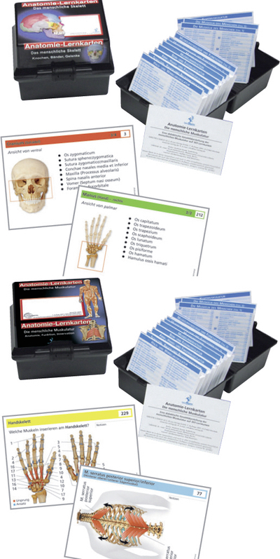 Doppelpack Anatomie-Lernkarten Muskulatur und Skelett