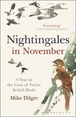 Nightingales in November -  Mike Dilger