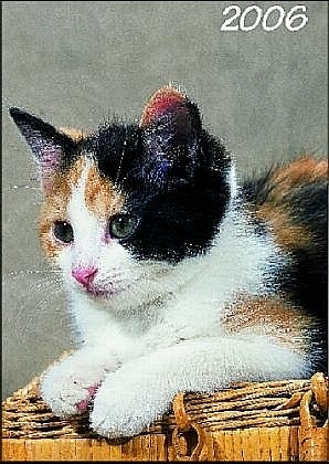 Katzen 2005