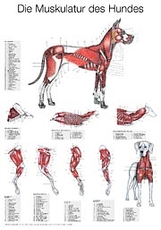 Muskulatur des Hundes - Franz V Salomon
