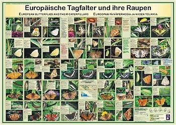 Europäische Tagfalter und ihre Raupen - F W Welter-Schultes