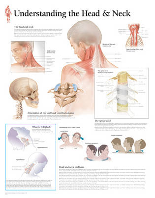 Understanding the Head & Neck -  Scientific Publishing