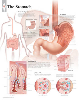 Stomach Paper Poster -  Scientific Publishing