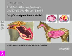 Bild-Text-Atlas zur Anatomie und Klinik des Pferdes - Ronald Riegel, Susan Hakola