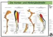 Die Vorder- und Hintergliedmasse