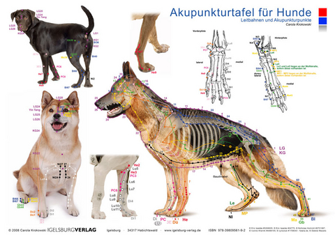 Tierakupunktur Akupunkturtafel für Hunde - Carola Krokowski