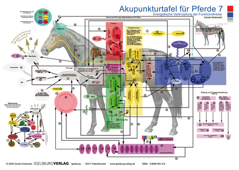 Akupunkturtafel für Pferde 7 - Carola Krokowski