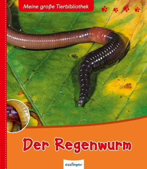 Meine große Tierbibliothek: Der Regenwurm - Valérie Tracqui