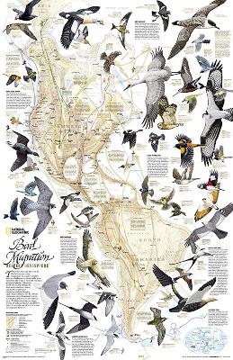 Bird Migration, Western Hemisphere, Laminated - National Geographic Maps