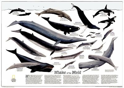 Whales Of The World, Tubed - National Geographic Maps