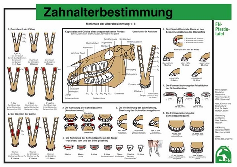 Zahnalterbestimmung - 