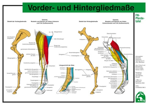 Vorder- und Hintergliedmaße - 