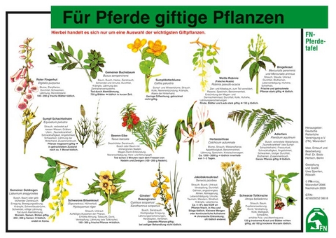 Für Pferde giftige Pflanzen - 