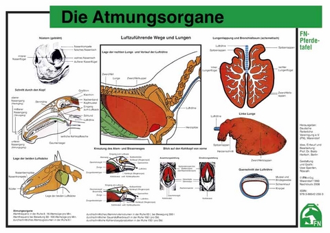 Die Atmungsorgane - 