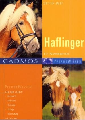 Haflinger - Ulrich Wulff