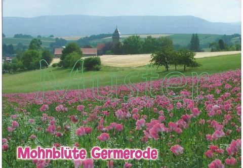 Ansichtskarte Meißner-Germerode, "Mohnblüte Germerode" - 