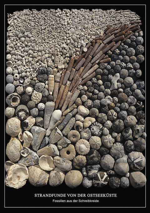 Strandfunde von der Ostseeküste - Poster - 