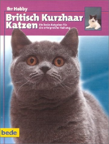 British Kurzhaar Katzen - Dominik Kieselbach