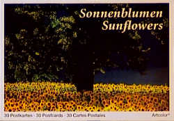 Sonnenblumen