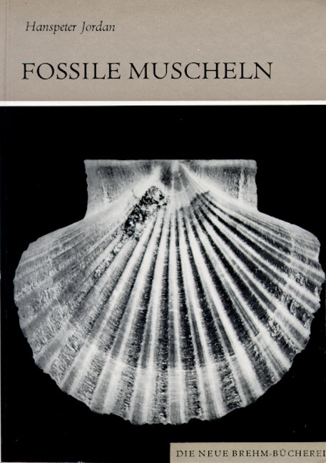 Fossile Muscheln - Hanspeter Jordan