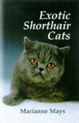 Exotic Shorthair Cats - Marianne Mays