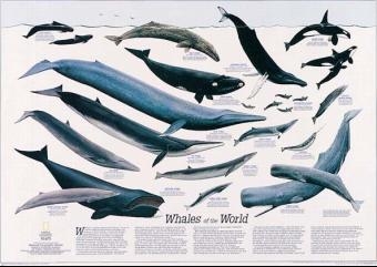 Whales of the World -  National Geographic Society