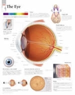 Eye Laminated Poster -  Scientific Publishing