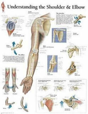 Understanding the Shoulder & Elbow Paper Poster -  Scientific Publishing