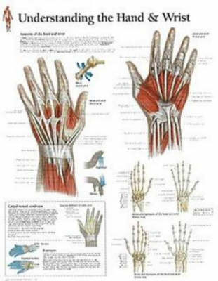 Understanding the Hand & Wrist Laminated Poster -  Scientific Publishing