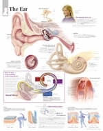 Ear Laminated Poster -  Scientific Publishing