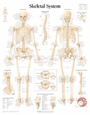 Skeletal System Laminated Poster -  Scientific Publishing