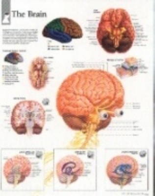 Brain Paper Poster -  Scientific Publishing