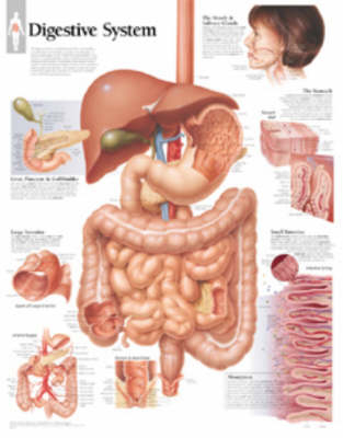 Digestive System Laminated Poster -  Scientific Publishing