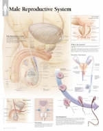 Male Reproductive System Paper Poster -  Scientific Publishing