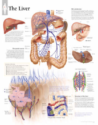 Liver Laminated Poster -  Scientific Publishing