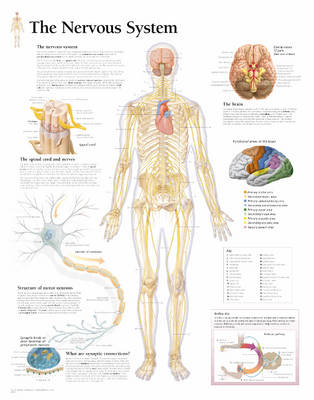 Nervous System Laminated Poster -  Scientific Publishing