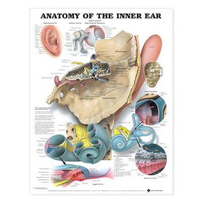 Anatomy of the Inner Ear Anatomical Chart