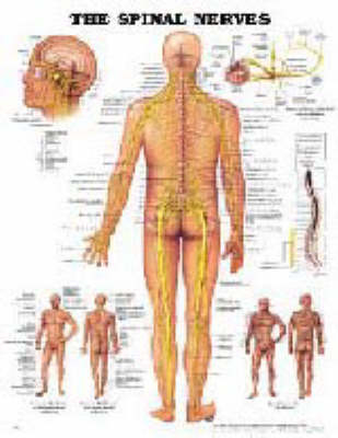 The Spinal Nerves -  Anatomical Chart Company