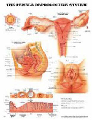 The Female Reproductive System -  Anatomical Chart Company