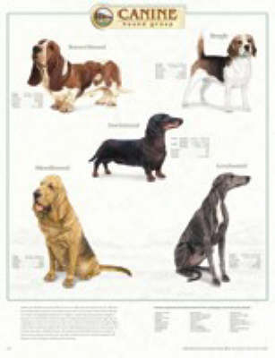 Canine Hound Group -  Anatomical Chart Company