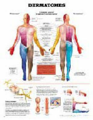 Dermatomes -  The Anatomical Chart Company