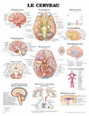 Le Cerveau -  Anatomical Chart Company