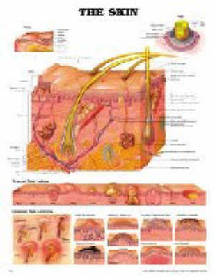 The Skin -  Anatomical Chart Company