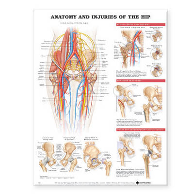 Anatomy and Injuries of the Hip Anatomical Chart