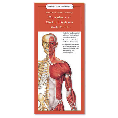 Muscular and Skeletal Systems - 