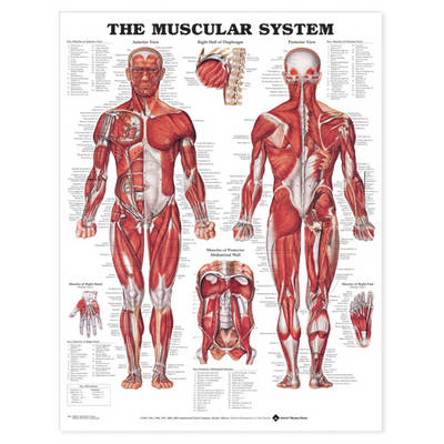 The Muscular System Anatomical Chart