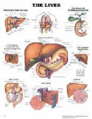 The Liver -  Anatomical Chart Company