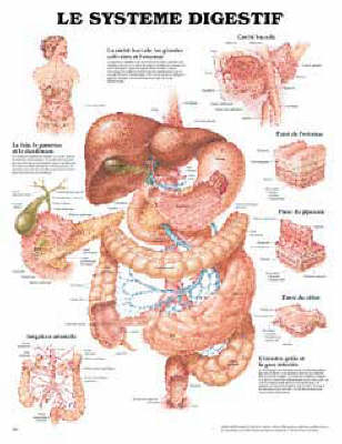 Le Systeme Digestif -  Anatomical Chart Company